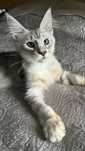 Amadeusz kocurek Maine Coon