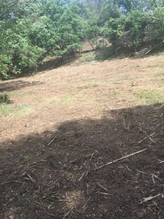 Desmatação e limpeza de floresta, matas, terrenos e árvores