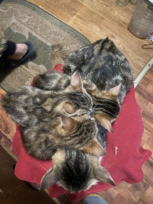 Продам трьох двомісячних породистих котинят