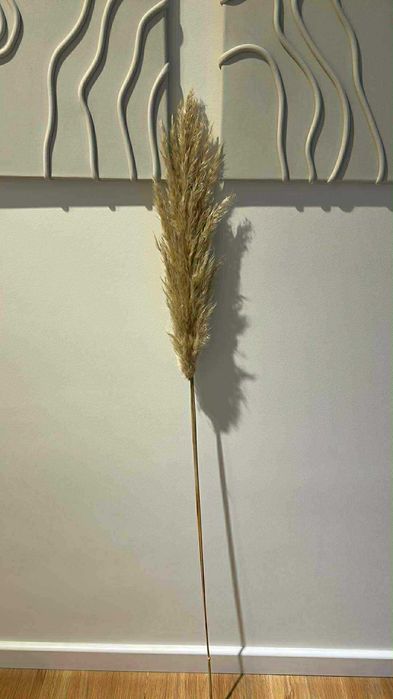 Kwiatostan / Suszka Trawa Pampasowa - Świeżo cięta - Cena za 1 szt.