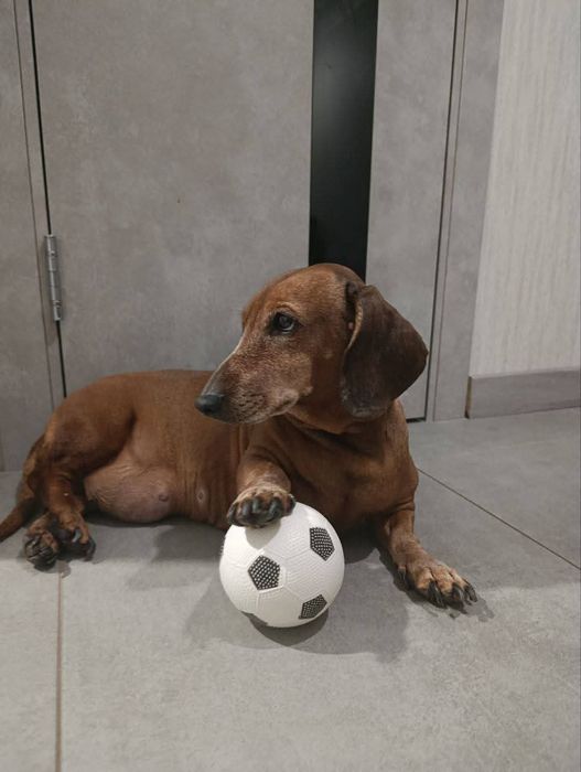 Пропала собака р-н Вырвы ,Хортицкий