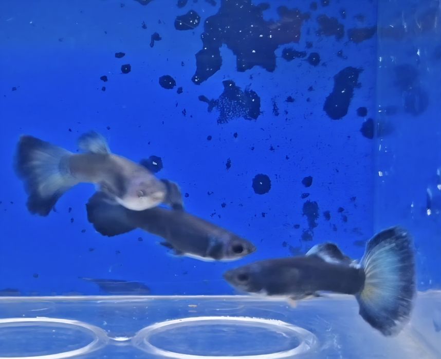 Guppy Blue Moscovo