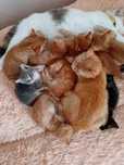 Котики в добрі руки