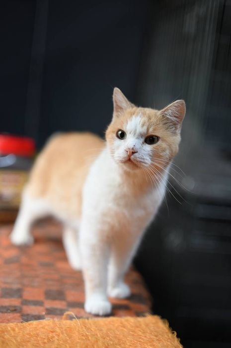 Котик Персик из приюта бесплатно