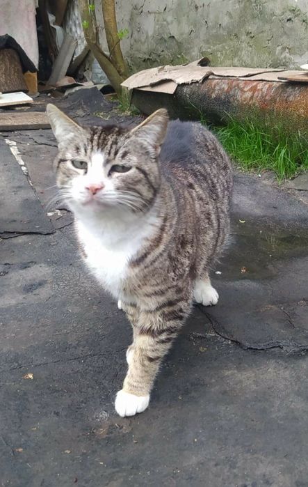 Отдам кошку лесного окраса, стерилизована, 5 лет