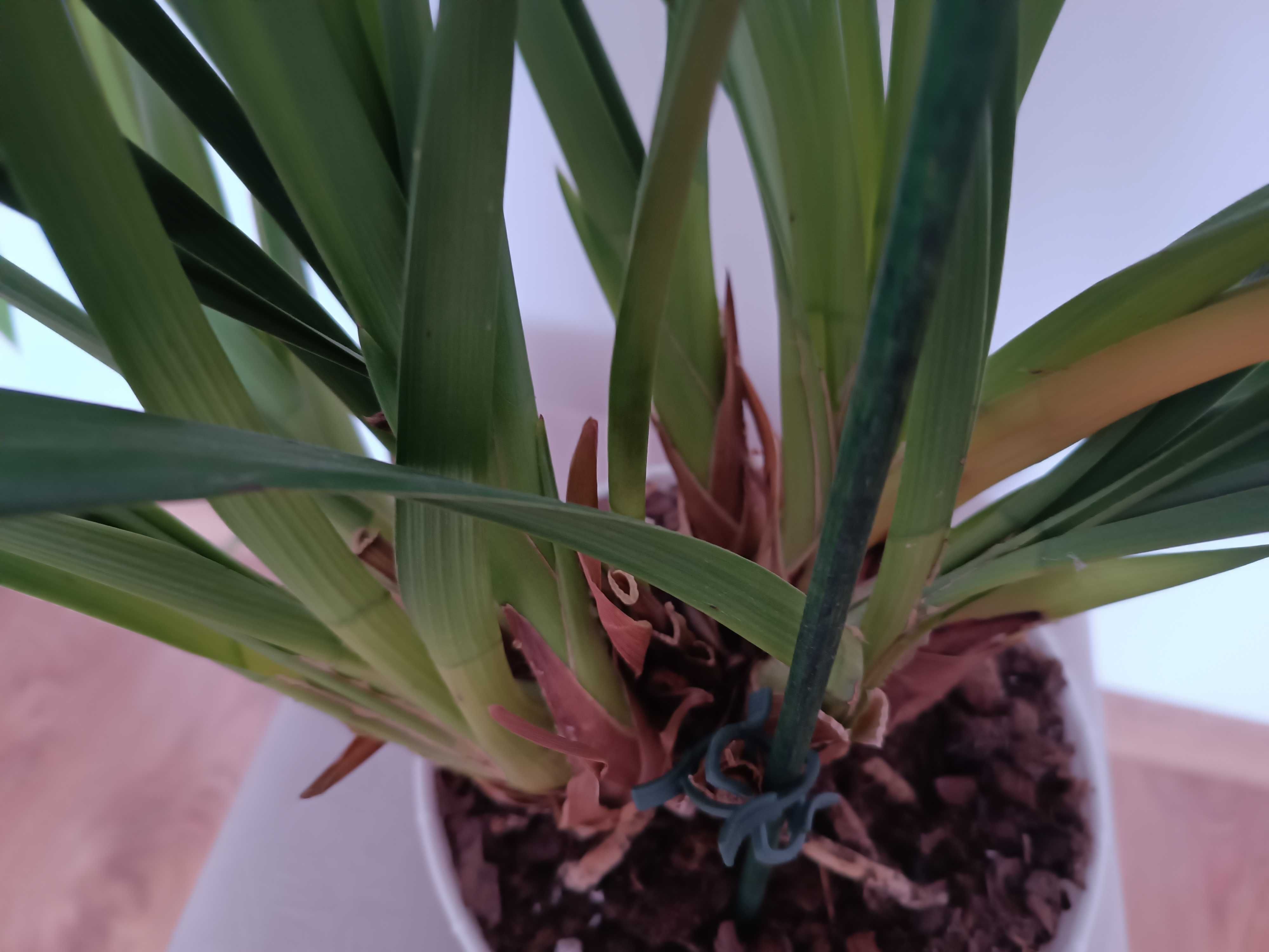Storczyk Cymbidium