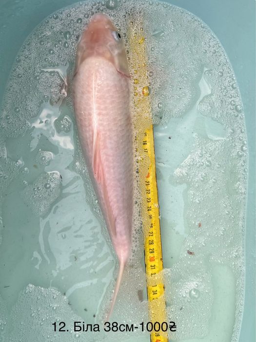 Короп коі кои карп Бойовий харківський штучний риба 20-50см