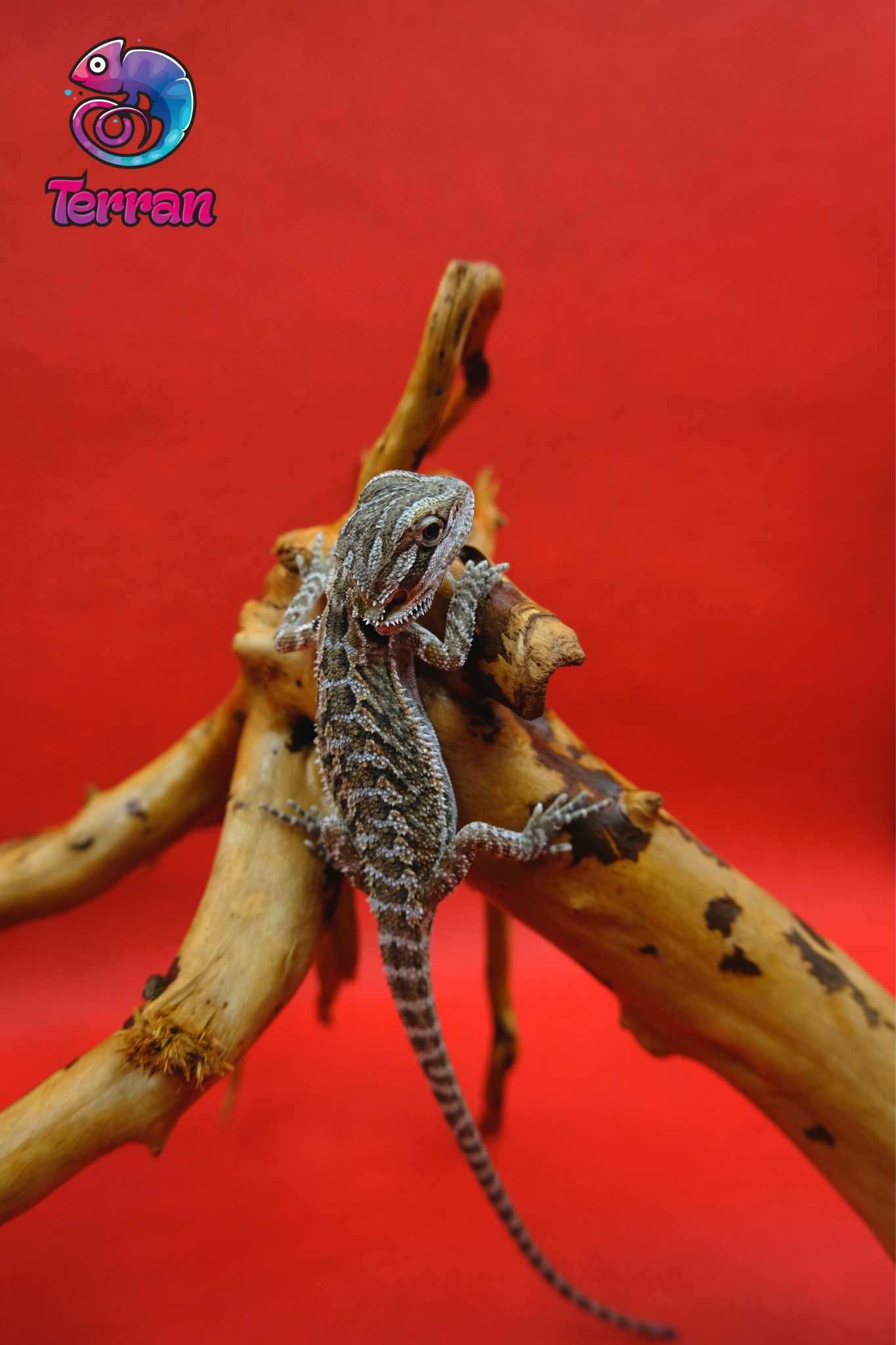 Agama brodata - Jaszczurka dla początkujących gekon zbożowka anolis
