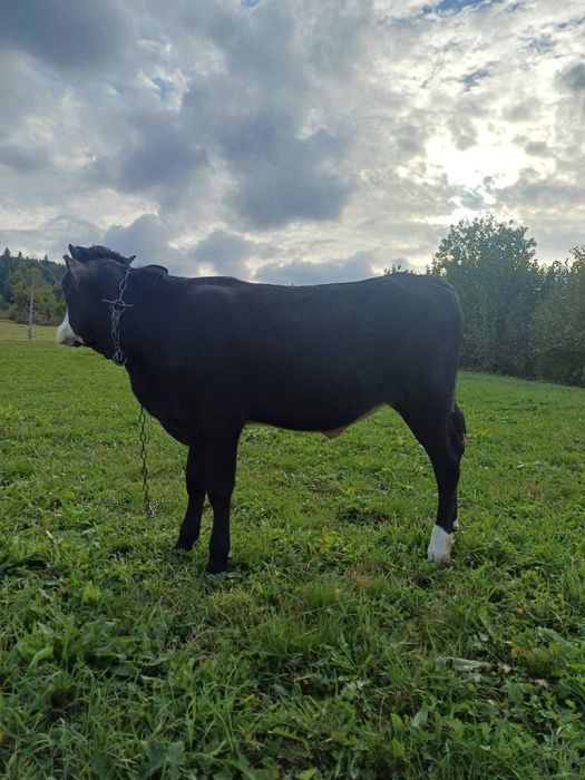 Продам телички різного віку