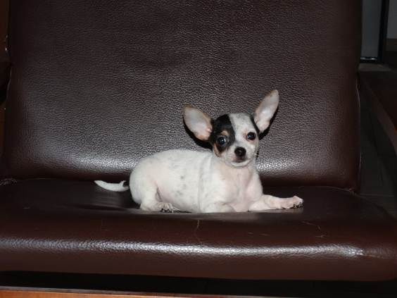 Chihuahua piesek