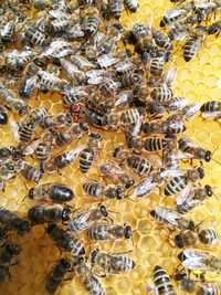 Matki pszczele "Amelka" z pasieki hodowlanej Jednodniowe