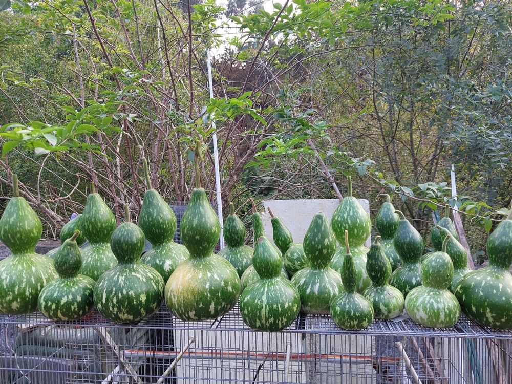 Cabaças para Venda