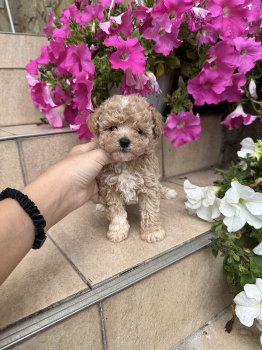 Цуцикіи мальтипу VIP якості