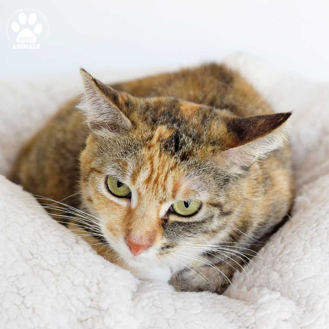 Piękna trikolorka do adopcji! Kotka Szarlotka