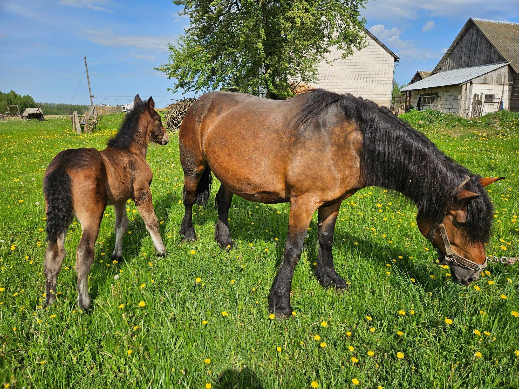 Klacz zimnokrwista ze źrebakiem (ogierkiem)