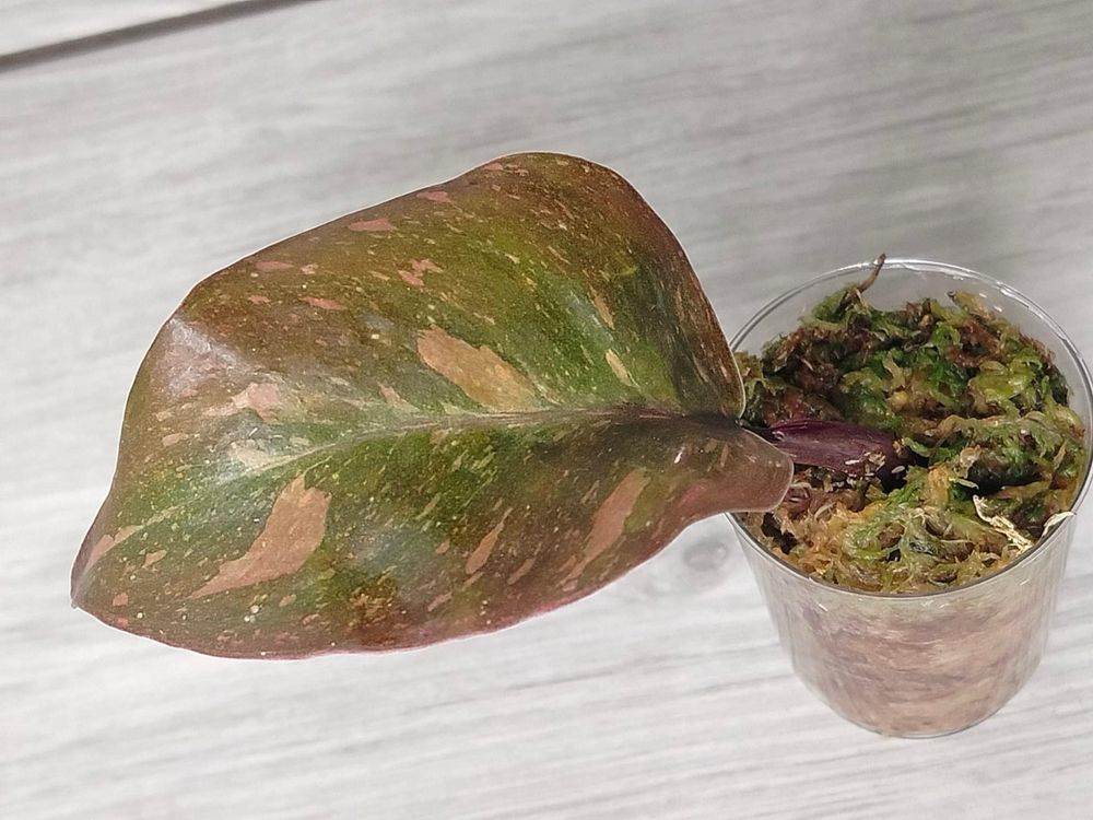 Philodendron Orange Princess Variegata