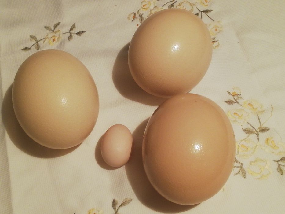 Sprzedam jaja strusie