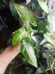 Szczyt syngonium Stardust