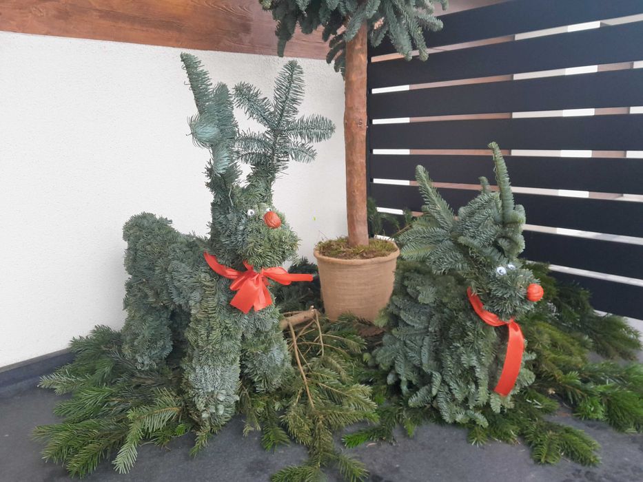 Choinka! Choinki! Ładne, gęste jodły i świerki z dowozem pod dom!