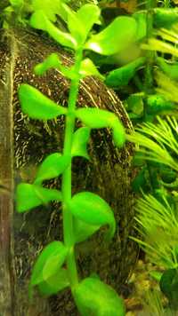 Bakopa drobnolistna – Monniera (Bacopa monnieri) – roślina akwariowa