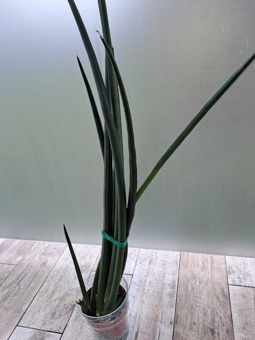 Sansewieria walcowata