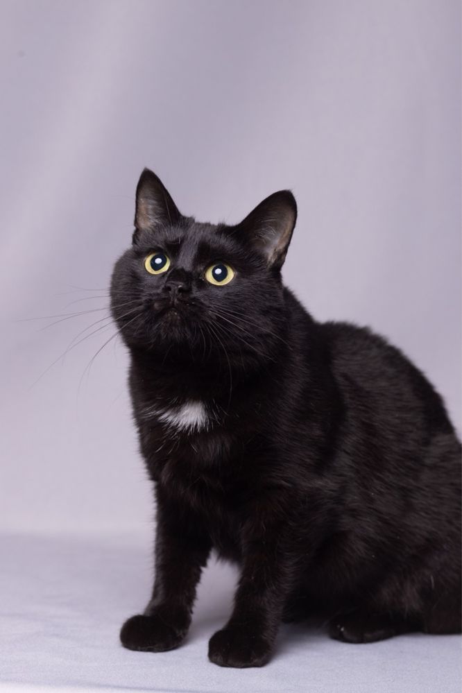 Кошечка Шури, 2 года черная кошка компаньон добрая ласковая