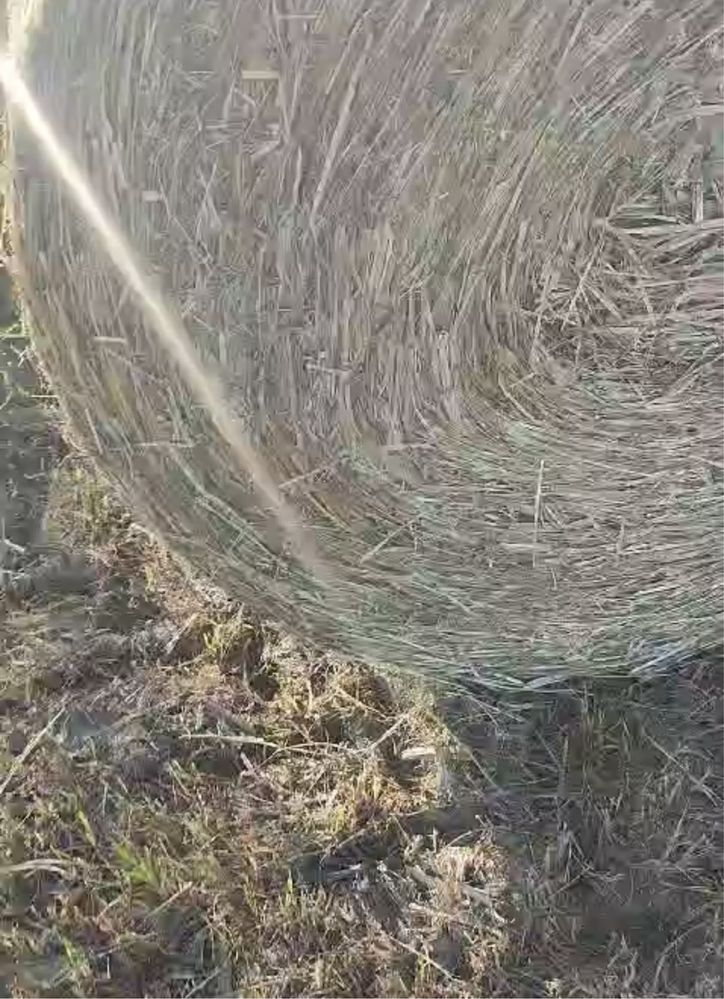 Nova campanha. Vendo feno em rolos ideal para cavalos