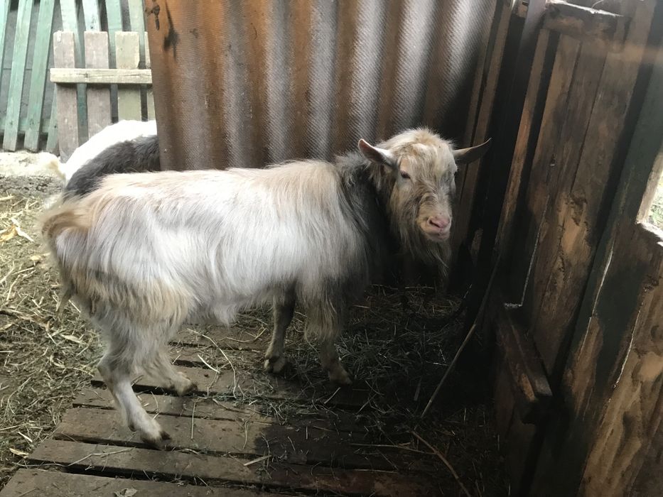 Продам козла (цапа) и козлят срочно , не дорого !