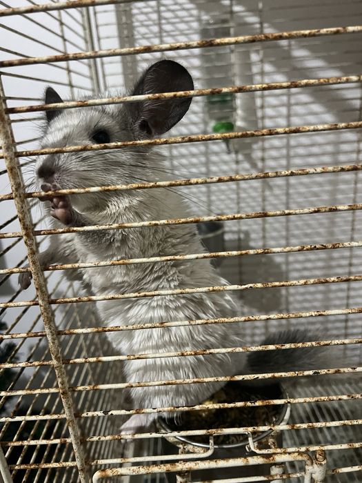 Vendo Chinchilla