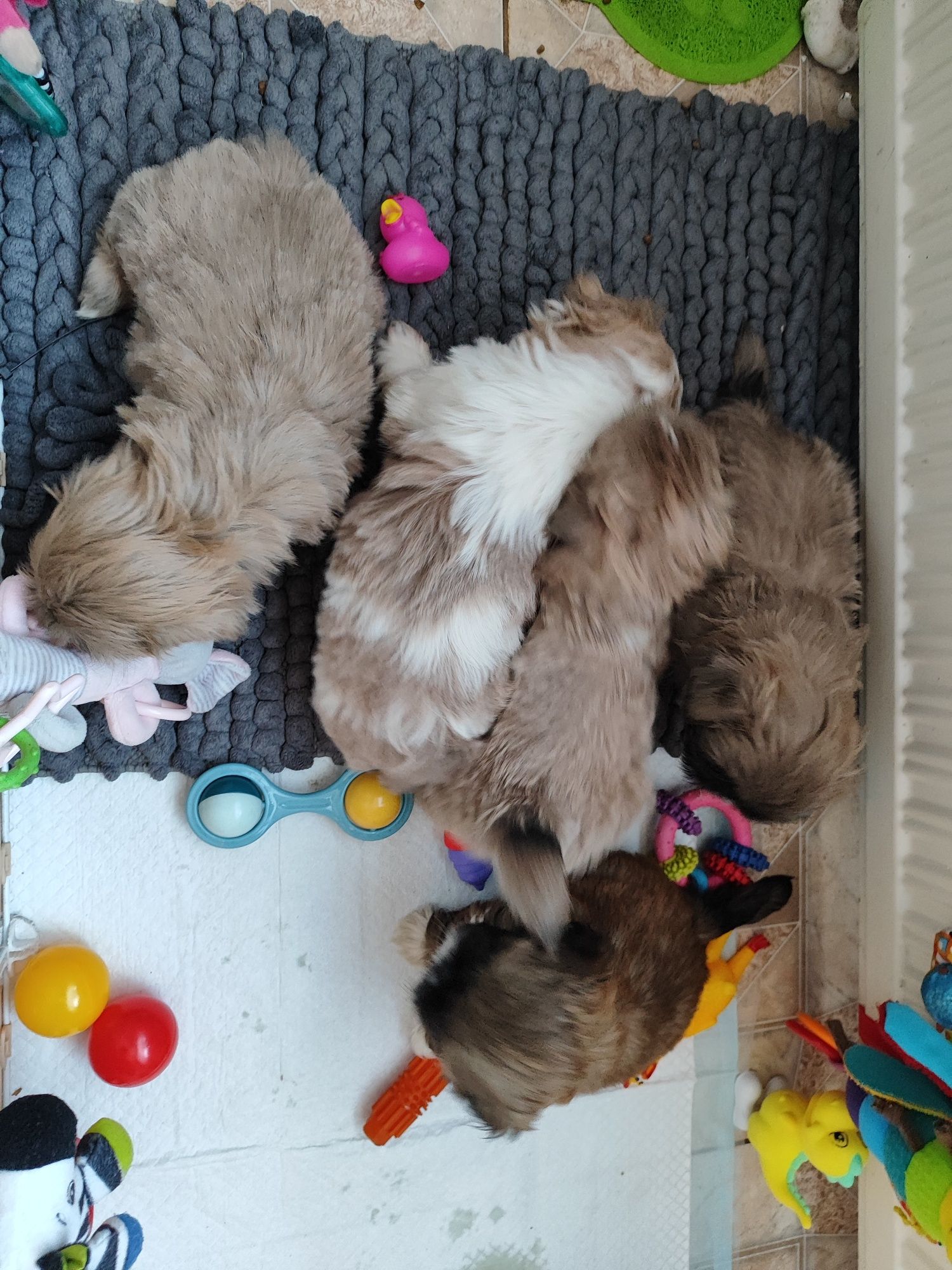 Shih tzu gotowe do odbioru