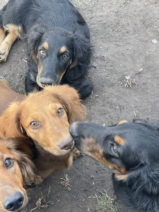 Різнокольрові цуценята довгошерстної такси