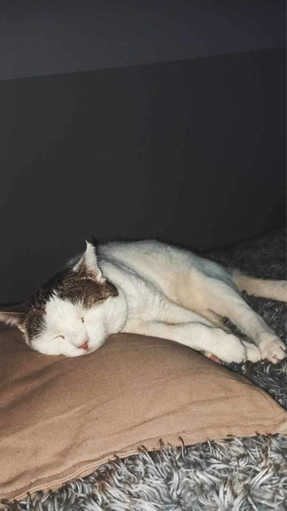 Kocurek Bigosik do adopcji