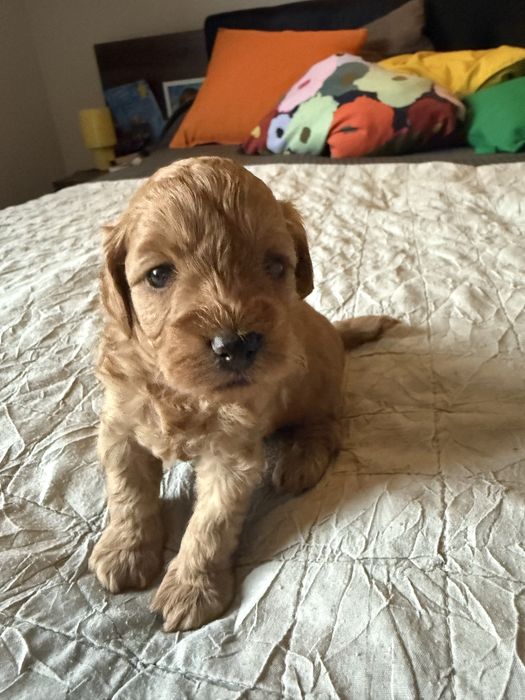 Urocza sinia Maltipoo / Poochon/Bichpoo /cavapoo/