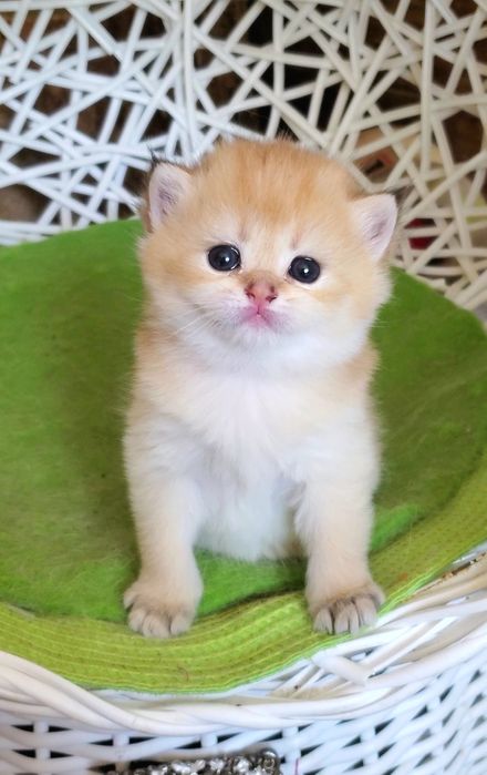 Ручные малышики, котятки золотая шиншилла