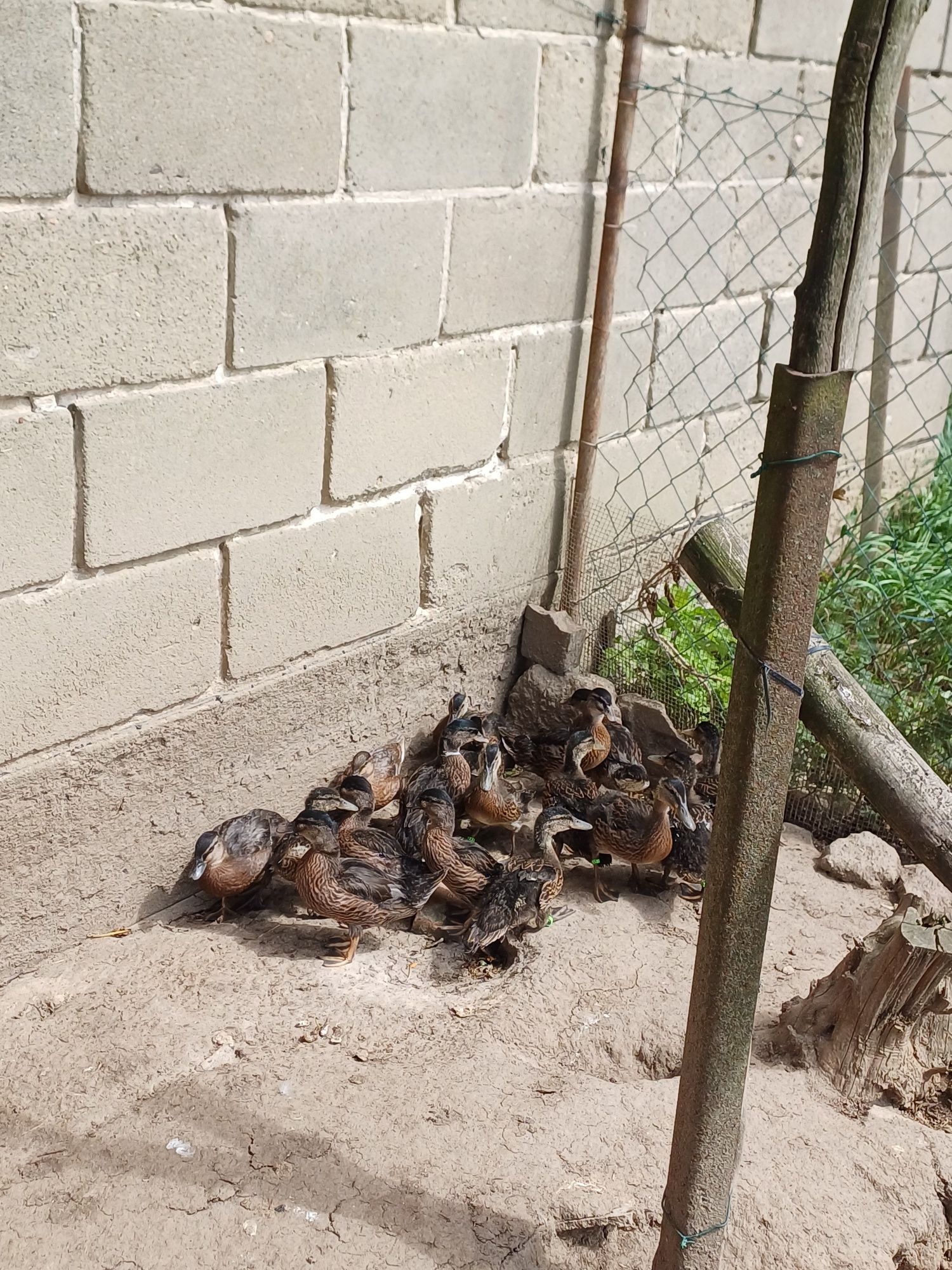 Kaczki call duck I krzyżówki