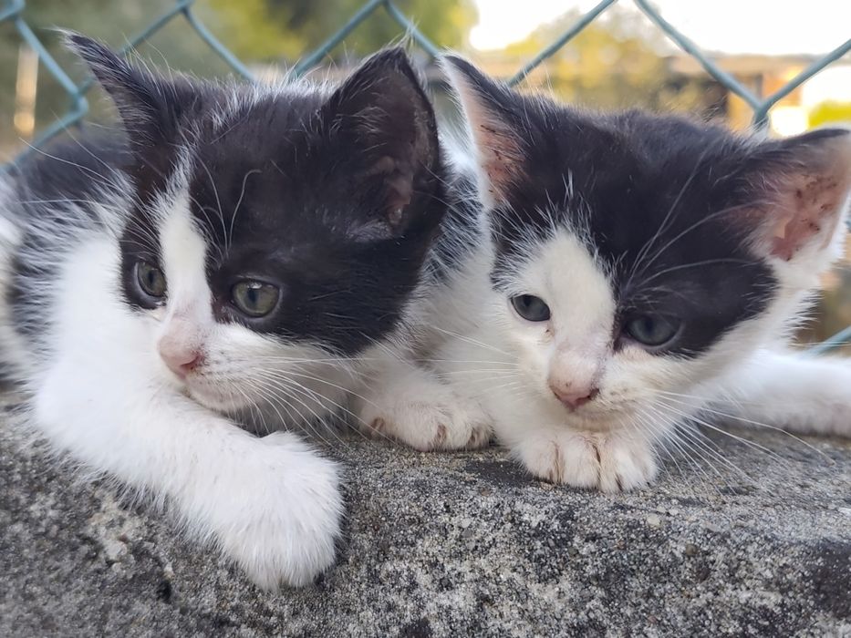 Gatos para adoção