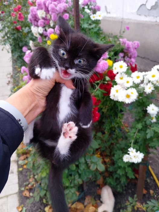 Кошенята в добрі руки.