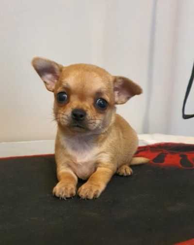 Chihuahua śliczna ruda suczka
