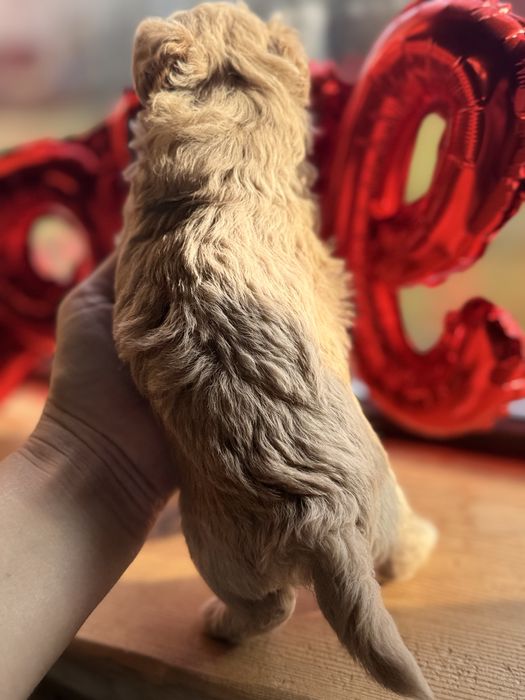 Vip якості мальтипу