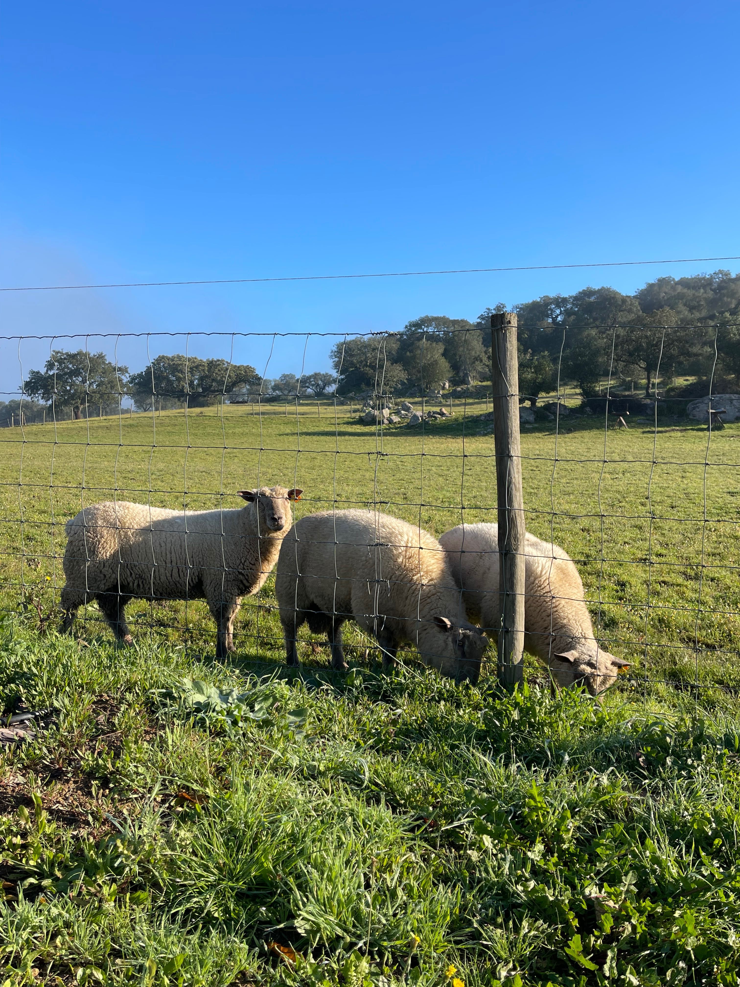 Carneiros e borregos,  Mouton Vendéen.