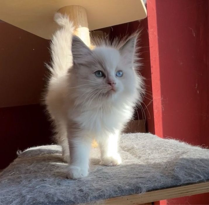 Ragdoll kotek Wafel kocurek