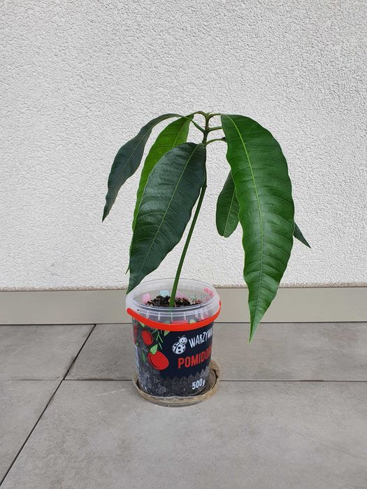 Sadzonka drzewka mango