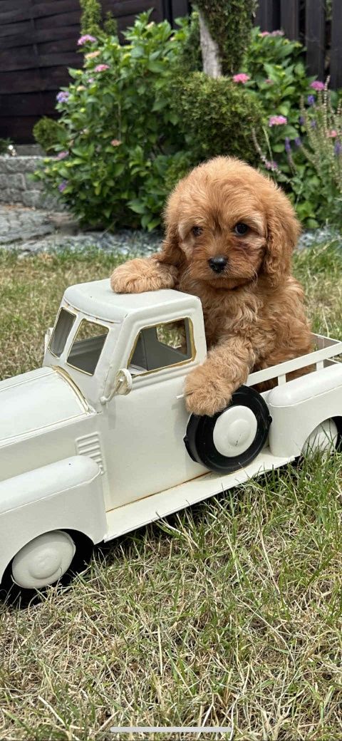 Cudowna dziewczynka Cavapoo