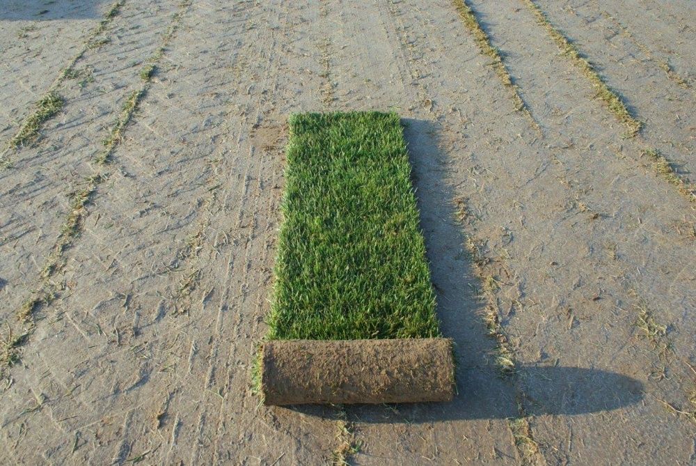 Darń z rolki trawa rolowana