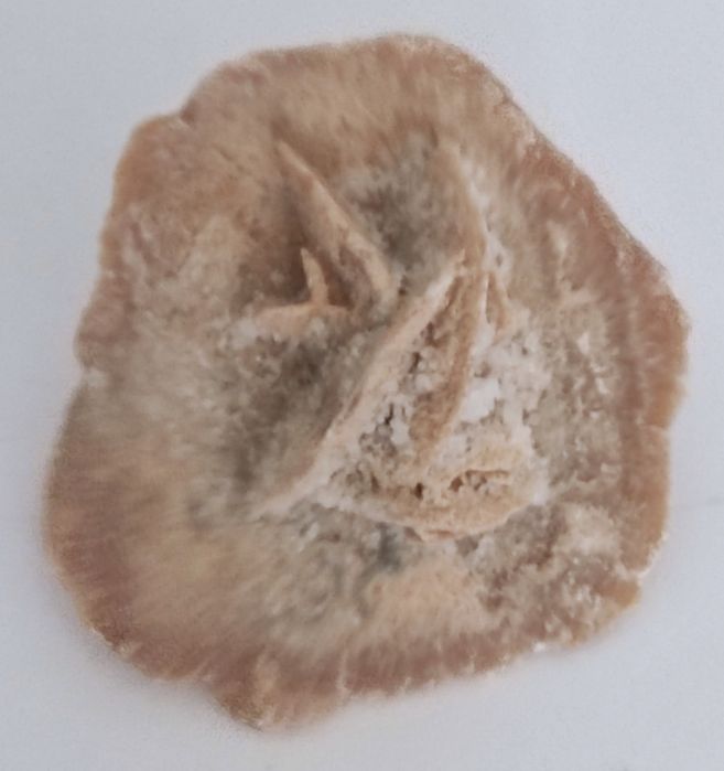 Петушок рибка  ракушка амулет