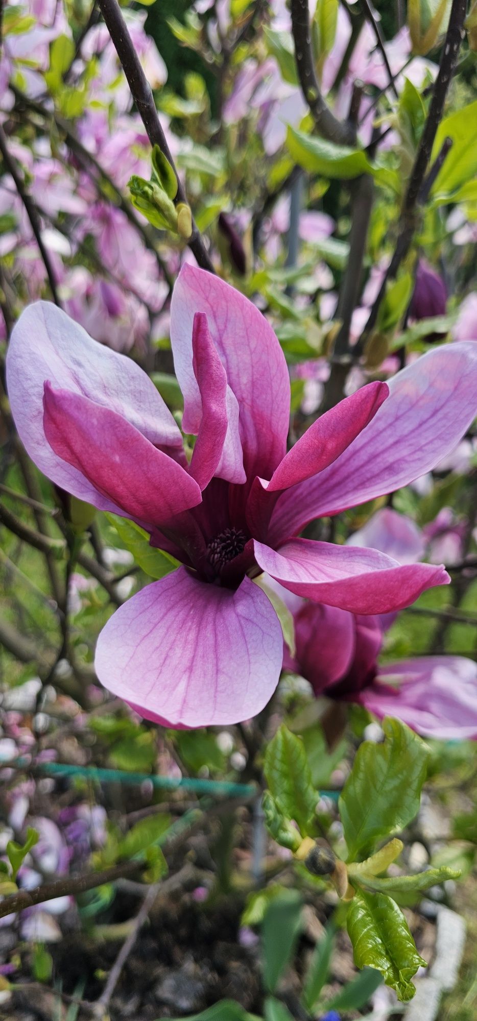Magnolia duży krzak złożony z dwóch odmian 180 cm