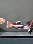 Troco Redtail catfish/pirarara