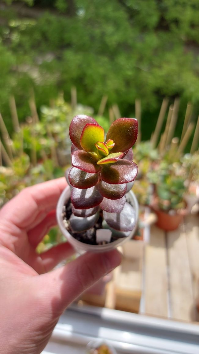 Crassula Kagetsu Maruba (Крассула Кагетсу Маруба)