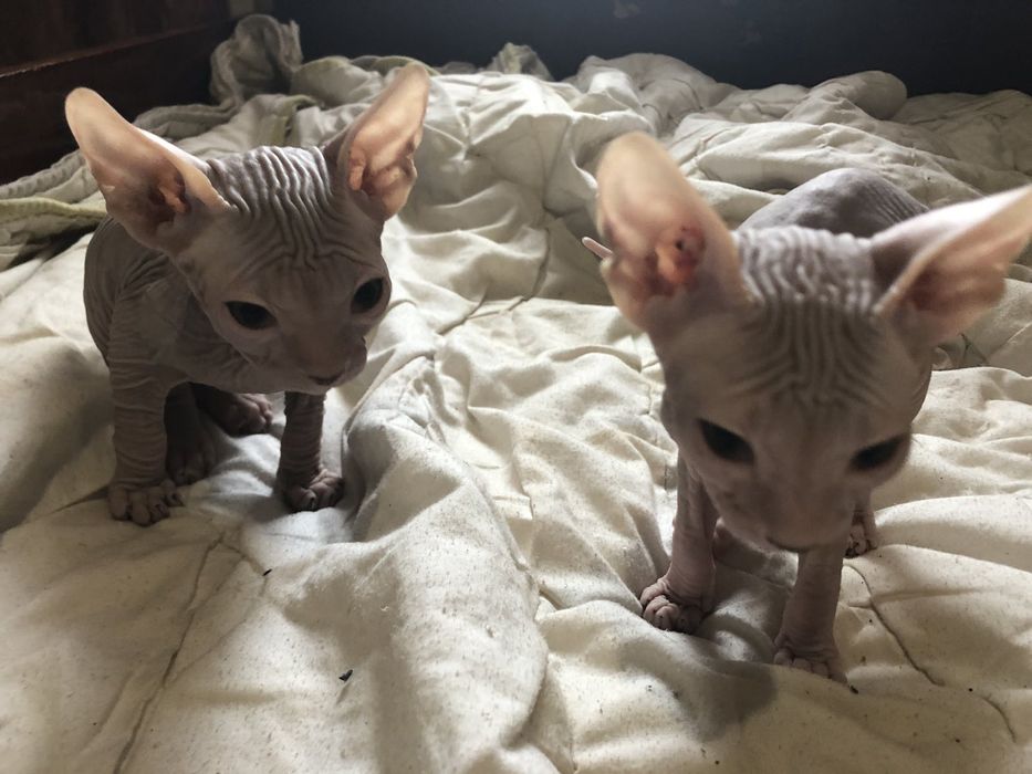 Донской сфинкс (кот и кошка)