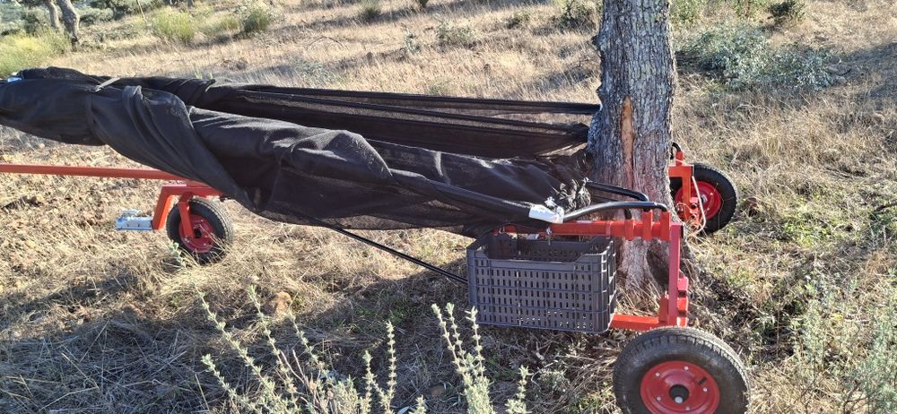 Apanha azeitona ou frutos secos